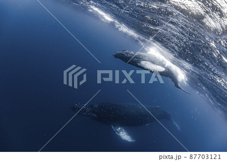 ザトウクジラの親子 87703121