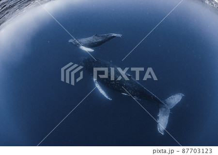 ザトウクジラの親子 87703123
