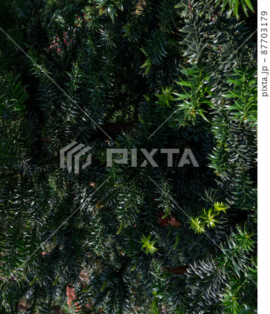 Green leaves. Nature background. Tropical foliage nature. 87703179