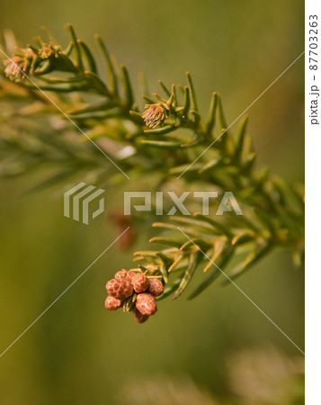 スギの花 雄花と雌花 の写真素材