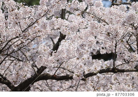 桜 87703306