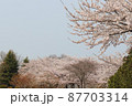 桜 87703314