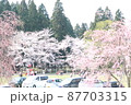 桜 87703315