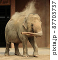 砂浴びするゾウ 87703737