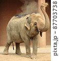 砂浴びするゾウ 87703738