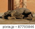 ごろんと横になって一休みするゾウ 87703846