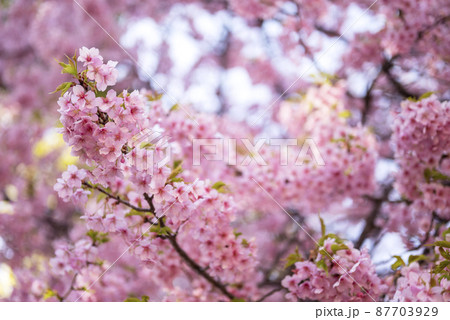 河津桜 桜 春 素材 イメージ 【神奈川県】 87703929