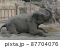 腹ばいになって砂浴びするゾウ 87704076