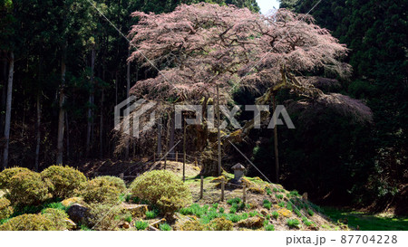 弁天桜 福島県田村市 天然記念物 弁天桜 福島県田村市 天然記念物 87704228
