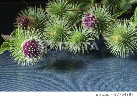 Bur burdock with green sheet on glass table Bur burdock with green sheet on glass table 87704397