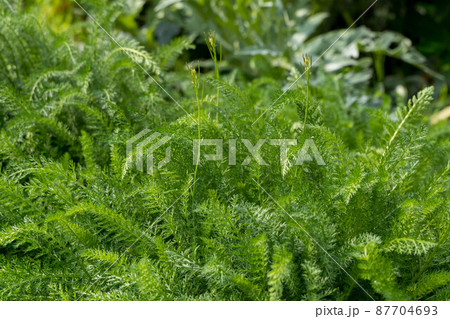 ハーブ 西洋ノコギリソウ ハーブ 西洋ノコギリソウ 87704693