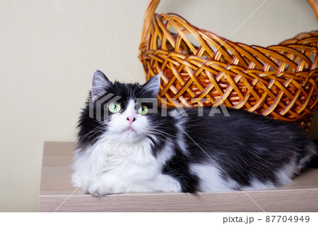 Beautiful Cat Persian breed on the background of the basket. Black and white color, green eyes. Metis. Close-up. Beautiful Cat Persian breed on the background of the basket. Black and white color, green eyes. Metis. Close-up. 87704949