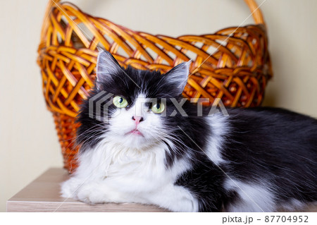 Beautiful Cat Persian breed on the background of the basket. Black and white color, green eyes. Metis. Close-up. 87704952