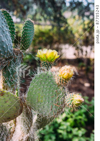 Big cactus in the pots. Cactus for decoration. Fluffy cactus with long needles. 87705243