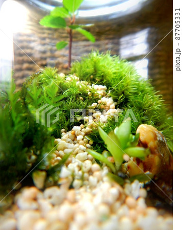 苔テラリウム 苔テラリウム 87705331