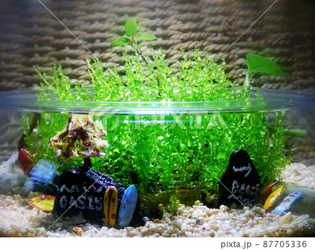 苔テラリウム 87705336