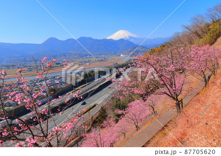 松田山ハーブガーデン 桜 松田山ハーブガーデン 桜 87705620