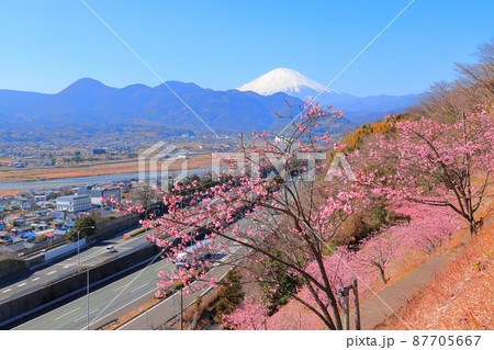 松田山ハーブガーデン  桜 87705667