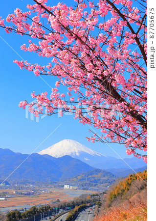 松田山ハーブガーデン  桜 87705675