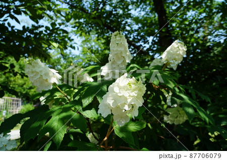 梅雨の晴れ間の柏葉紫陽花 87706079
