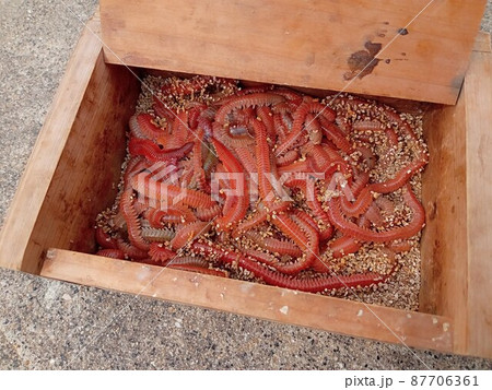 ベテランのエサ箱に入っている赤イソメ（青虫の赤） 87706361