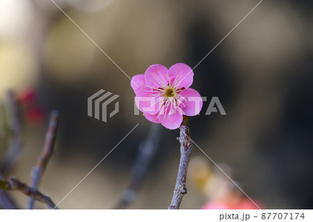 可愛い紅梅一花 可愛い紅梅一花 87707174
