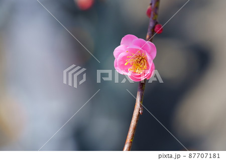 かわいい・しだれ梅一花 かわいい・しだれ梅一花 87707181