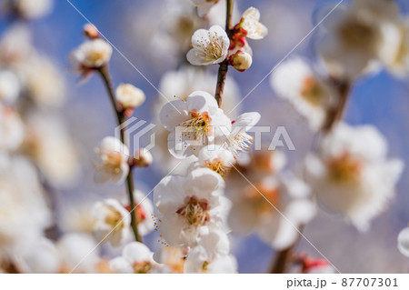梅の花 白梅 梅の花 白梅 87707301