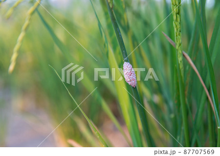 Channeled applesnail egg on rice green plant. Channeled applesnail egg on rice green plant. 87707569