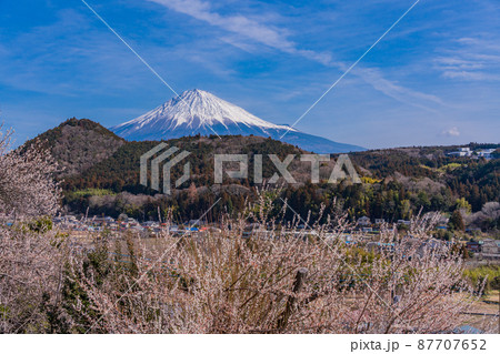 （静岡県富士宮市）梅林越しに、富士山 87707652