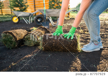 Close up woman laying sod for new garden lawn - turf laying concept 87707929