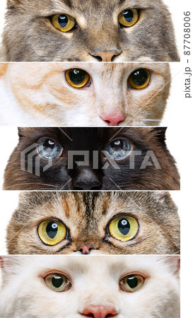 Collage with cat's close-up muzzle, eyes looking attentively isolated over white studio background 87708006