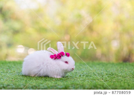 Adorable and cute new born rabbit. baby cute rabbit or new born adorable bunny. Easter Bunny. Adorable and cute new born rabbit. baby cute rabbit or new born adorable bunny. Easter Bunny. 87708059