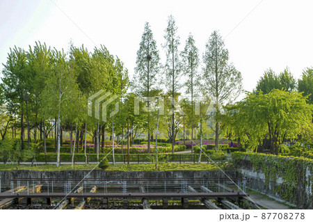 公園 仙遊島公園 風景 87708278