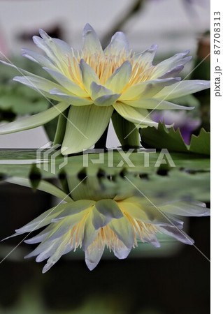 スイレン花水鏡映してニンフ舞う 87708313
