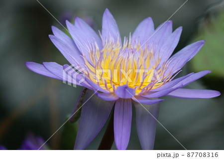 水の女神の化身といわれる幻想的な睡蓮の花 水の女神の化身といわれる幻想的な睡蓮の花 87708316