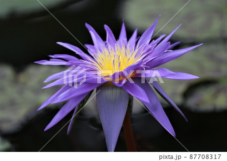 色合いも花姿も神秘的なスイレンの花 87708317