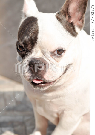 dog or french bulldog, unaware French bulldog. 87708775