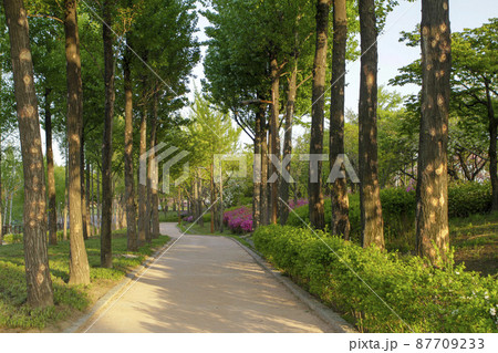 公園 仙遊島公園 風景 87709233