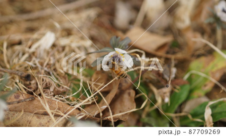 節分草の蜜を吸うセイヨウミツバチ 87709269