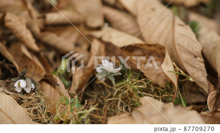 節分草の蜜を吸うセイヨウミツバチ 87709270