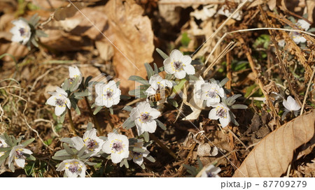 節分草の蜜を吸うセイヨウミツバチ 87709279
