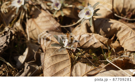 節分草の蜜を吸うセイヨウミツバチ 節分草の蜜を吸うセイヨウミツバチ 87709281