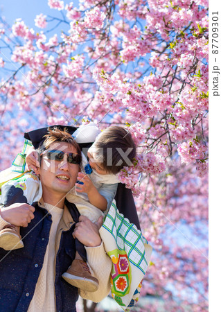 家族写真　父子で花見　七五三 87709301