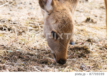 風景、生物、写真　富士五湖の西湖で草をはむバンビ 87709399
