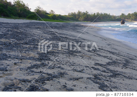 軽石 奄美大島に流れ着いた軽石 福徳岡ノ場 噴火 海底火山 軽石 奄美大島に流れ着いた軽石 福徳岡ノ場 噴火 海底火山 87710334