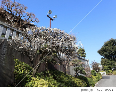 赤羽八幡神社 梅 赤羽八幡神社 梅 87710553