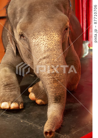 Indian elephant in the circus close-up. 87710706
