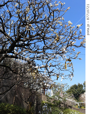 赤羽八幡神社　梅の木とおみくじ 87710721