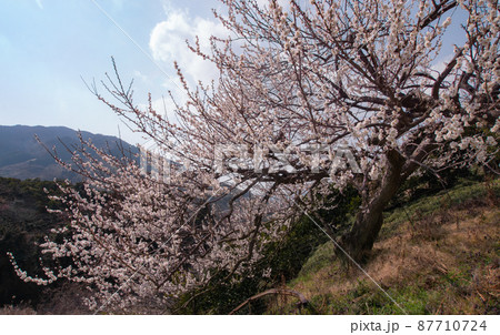 満開のウメ 和歌山県伊都郡かつらぎ町 紀の川フルーツライン 満開のウメ 和歌山県伊都郡かつらぎ町 紀の川フルーツライン 87710724